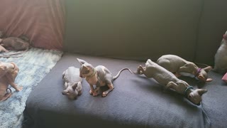 Manou loves Sphynxcats