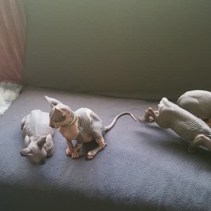 Manou loves Sphynxcats